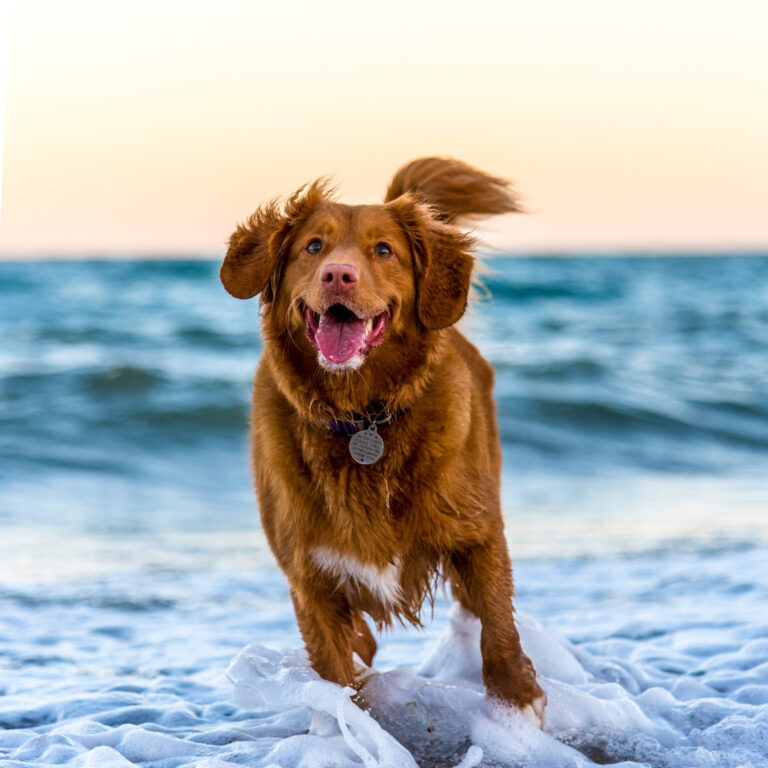 perro-corriendo-playa